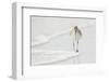 Willet (Catoptrophorus semipalmatus) adult, non-breeding plumage, Florida-Mark Sisson-Framed Photographic Print