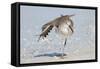 Willet (Catoptrophorus semipalmatus) adult, non-breeding plumage, standing on beach-Kevin Elsby-Framed Stretched Canvas