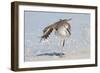 Willet (Catoptrophorus semipalmatus) adult, non-breeding plumage, standing on beach-Kevin Elsby-Framed Photographic Print