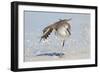 Willet (Catoptrophorus semipalmatus) adult, non-breeding plumage, standing on beach-Kevin Elsby-Framed Photographic Print