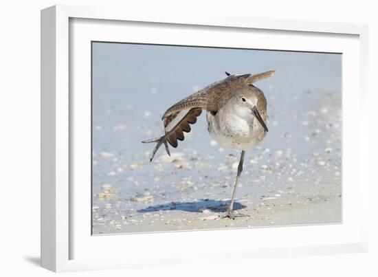 Willet (Catoptrophorus semipalmatus) adult, non-breeding plumage, standing on beach-Kevin Elsby-Framed Photographic Print