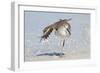 Willet (Catoptrophorus semipalmatus) adult, non-breeding plumage, standing on beach-Kevin Elsby-Framed Photographic Print