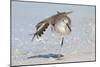 Willet (Catoptrophorus semipalmatus) adult, non-breeding plumage, standing on beach-Kevin Elsby-Mounted Photographic Print