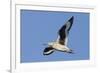 Willet Flying-Hal Beral-Framed Photographic Print