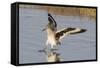 Willet Landing-Hal Beral-Framed Stretched Canvas