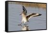 Willet Landing-Hal Beral-Framed Stretched Canvas