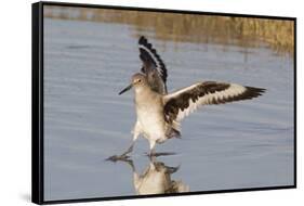 Willet Landing-Hal Beral-Framed Stretched Canvas