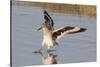 Willet Landing-Hal Beral-Stretched Canvas