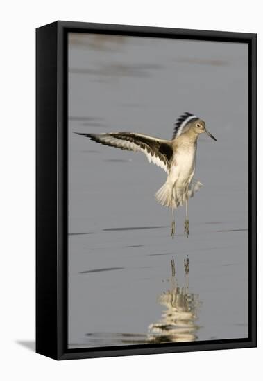 Willet Landing-Hal Beral-Framed Stretched Canvas