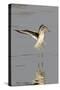 Willet Landing-Hal Beral-Stretched Canvas