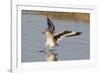 Willet Landing-Hal Beral-Framed Photographic Print