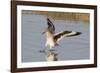 Willet Landing-Hal Beral-Framed Photographic Print