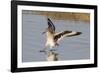 Willet Landing-Hal Beral-Framed Photographic Print