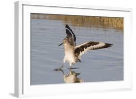 Willet Landing-Hal Beral-Framed Photographic Print