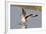 Willet Landing-Hal Beral-Framed Photographic Print