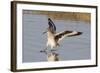 Willet Landing-Hal Beral-Framed Photographic Print