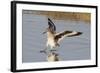 Willet Landing-Hal Beral-Framed Photographic Print