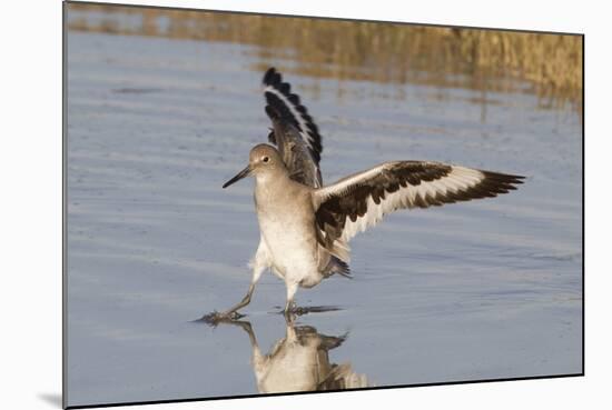 Willet Landing-Hal Beral-Mounted Photographic Print