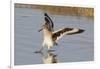 Willet Landing-Hal Beral-Framed Photographic Print