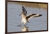 Willet Landing-Hal Beral-Framed Photographic Print