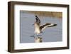 Willet Landing-Hal Beral-Framed Photographic Print