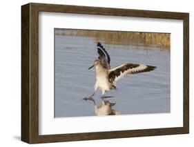 Willet Landing-Hal Beral-Framed Photographic Print