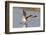 Willet Landing-Hal Beral-Framed Photographic Print