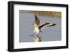 Willet Landing-Hal Beral-Framed Photographic Print