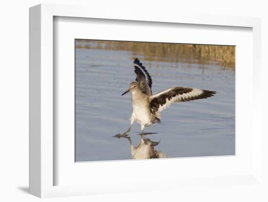 Willet Landing-Hal Beral-Framed Photographic Print