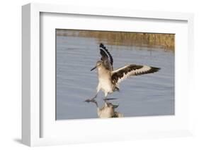 Willet Landing-Hal Beral-Framed Photographic Print