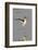 Willet Landing-Hal Beral-Framed Photographic Print