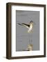 Willet Landing-Hal Beral-Framed Photographic Print