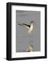 Willet Landing-Hal Beral-Framed Photographic Print