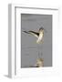 Willet Landing-Hal Beral-Framed Photographic Print