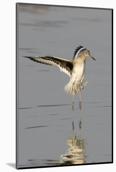 Willet Landing-Hal Beral-Mounted Photographic Print