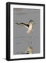 Willet Landing-Hal Beral-Framed Photographic Print