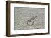 Willet on Sandy Field-Gary Carter-Framed Photographic Print