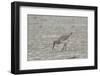 Willet on Sandy Field-Gary Carter-Framed Photographic Print