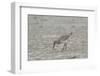 Willet on Sandy Field-Gary Carter-Framed Photographic Print