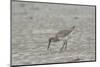 Willet on Sandy Field-Gary Carter-Mounted Photographic Print