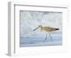 Willet, Sanibel Island, Florida.-William Sutton-Framed Photographic Print