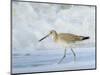 Willet, Sanibel Island, Florida.-William Sutton-Mounted Photographic Print