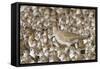 Willet with Shell in its Bill Surrounded by Western Sandpipers-Hal Beral-Framed Stretched Canvas