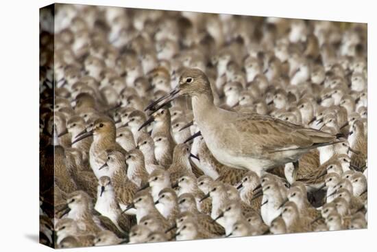 Willet with Shell in its Bill Surrounded by Western Sandpipers-Hal Beral-Stretched Canvas