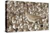 Willet with Shell in its Bill Surrounded by Western Sandpipers-Hal Beral-Stretched Canvas