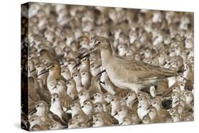 Willet with Shell in its Bill Surrounded by Western Sandpipers-Hal Beral-Stretched Canvas