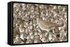 Willet with Shell in its Bill Surrounded by Western Sandpipers-Hal Beral-Framed Stretched Canvas