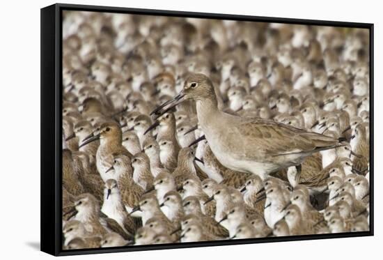 Willet with Shell in its Bill Surrounded by Western Sandpipers-Hal Beral-Framed Stretched Canvas