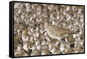 Willet with Shell in its Bill Surrounded by Western Sandpipers-Hal Beral-Framed Stretched Canvas