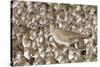 Willet with Shell in its Bill Surrounded by Western Sandpipers-Hal Beral-Stretched Canvas